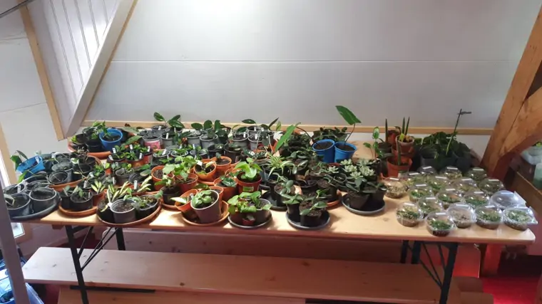 Plantenasiel Leiden